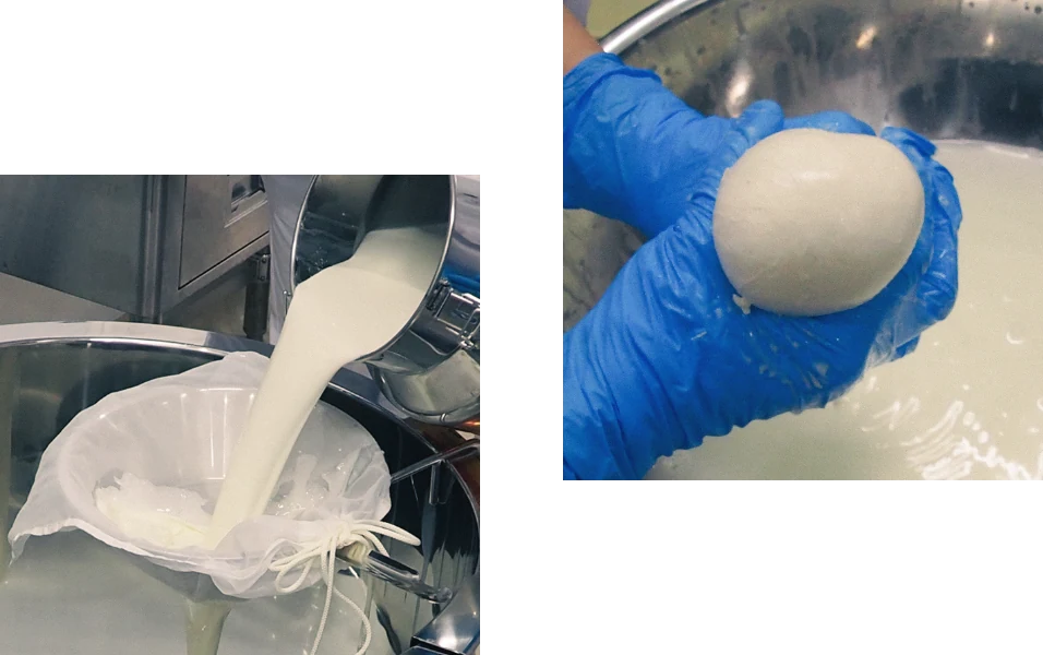 ミルクを漉し、職人がチーズを成形する様子
